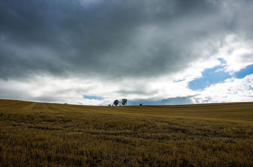 パッチワークの路　親子の木