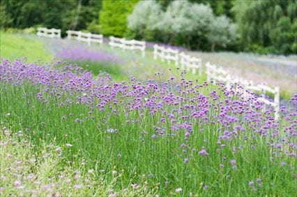 すずらんの丘公園
