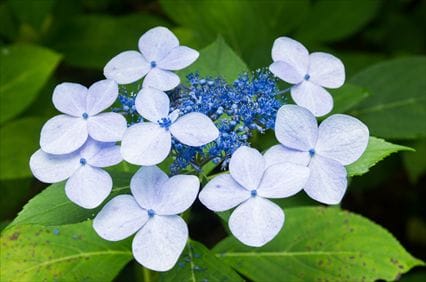 すずらんの丘公園　ガクアジサイ