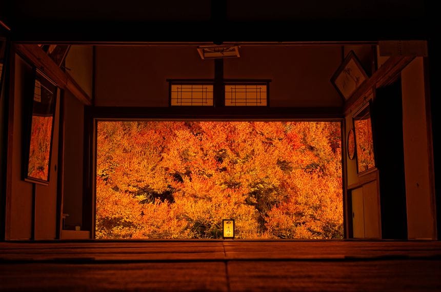 安國禅寺 安国寺のドウダンツツジのライトアップ全景