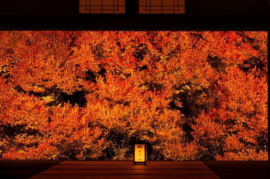 安国寺のドウダンツツジのライトアップ