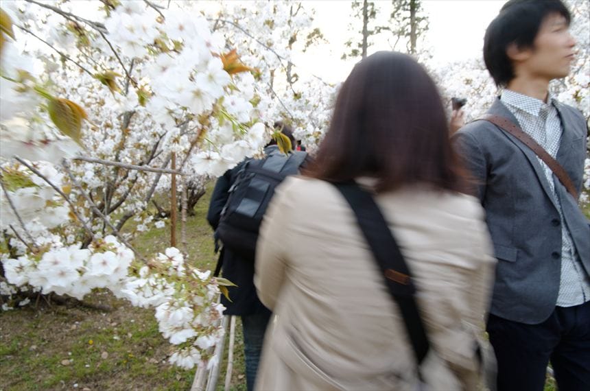 仁和寺の狭い一本道