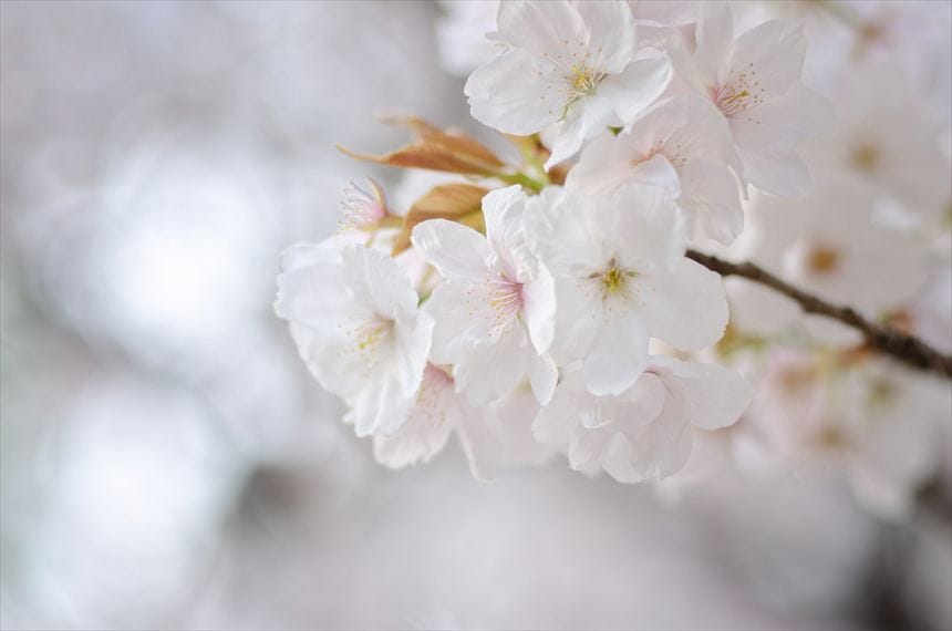 御室桜のアップ