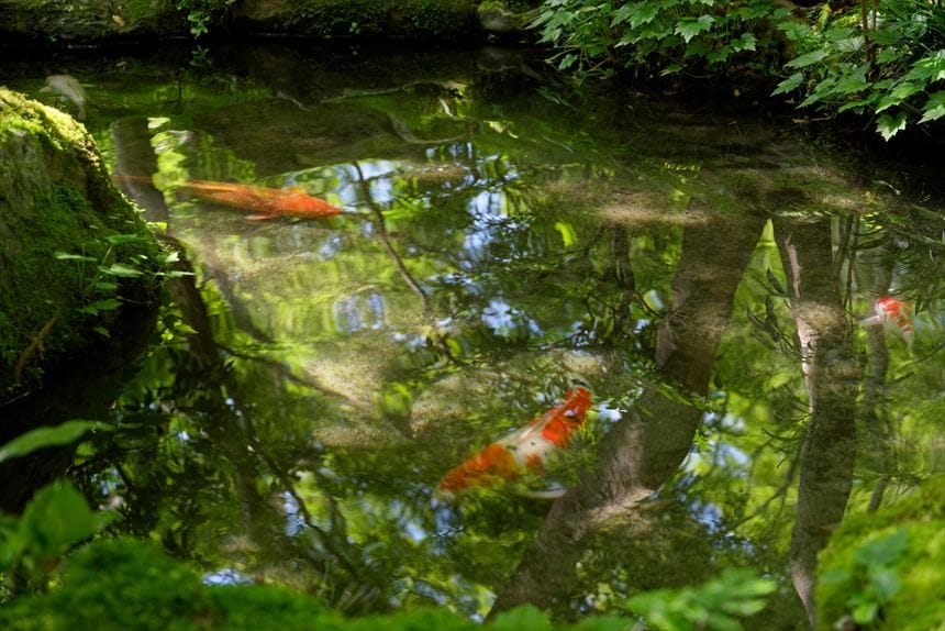 瑠璃光院の池の鯉