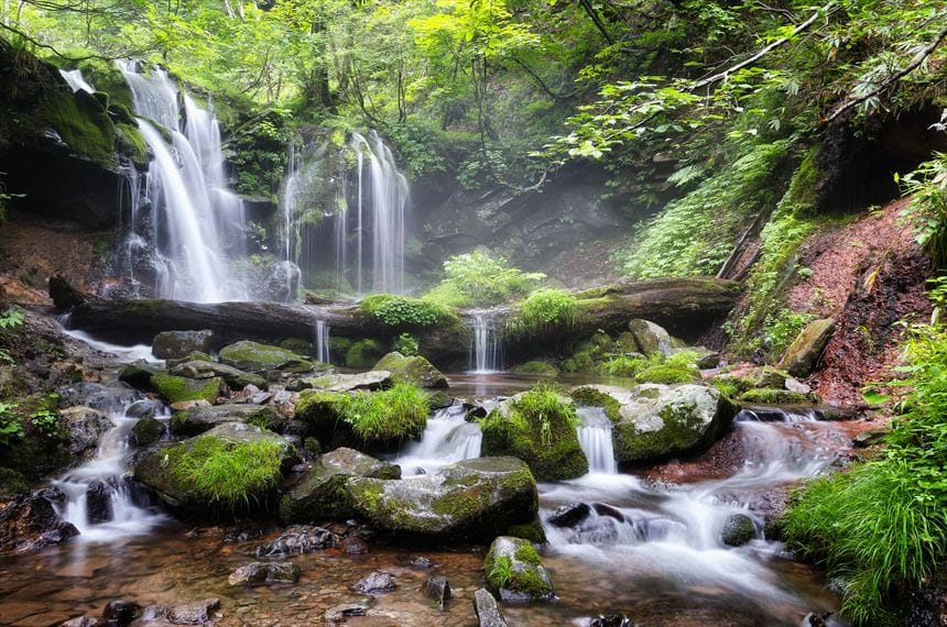 猿壺の滝、滝の前の倒木にも草が生えたりし神秘的