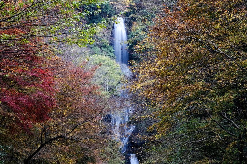紅葉した木々の奥にある猿尾滝全景