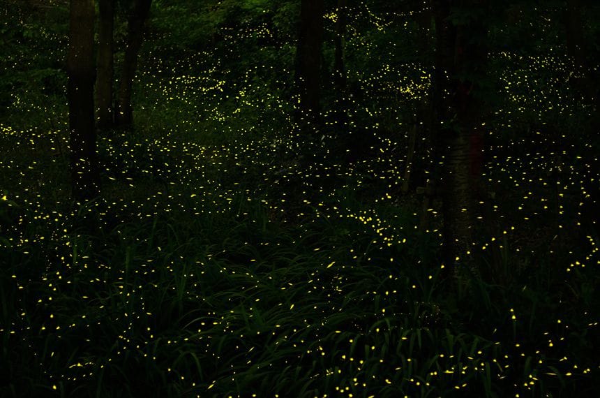 千里緑地でのホタル鑑賞 千里緑地のヒメボタル鑑賞風景
