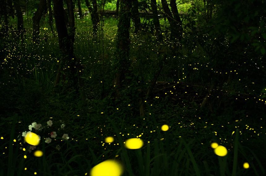 千里緑地の幻想的なヒメボタル 幻想的に光るヒメボタル