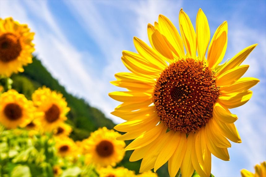 兵庫県 佐用町の南光ひまわり畑