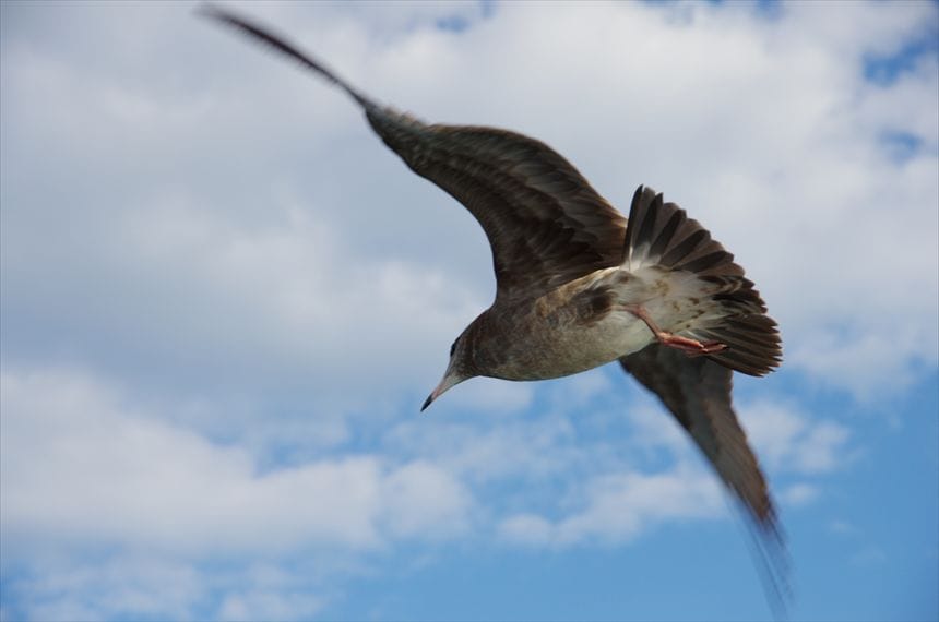 群馬県 尾瀬ヶ原にて
