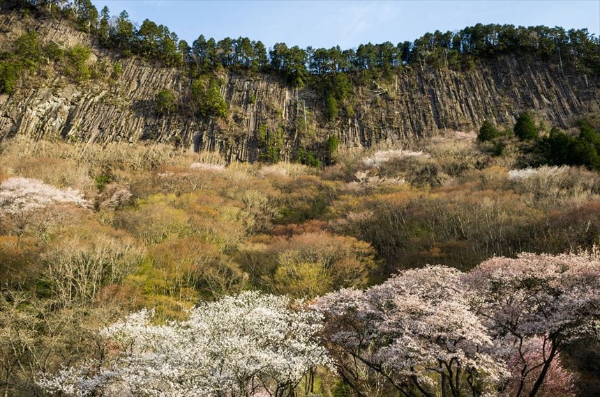屏風岩公苑とヤマザクラ