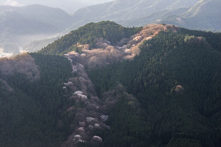 屏風岩公苑 周辺 （ヤマザクラが点在しています）