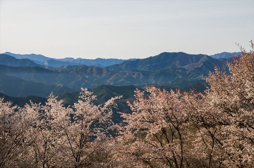 屏風岩公苑　ヤマザクラ 4/16撮影