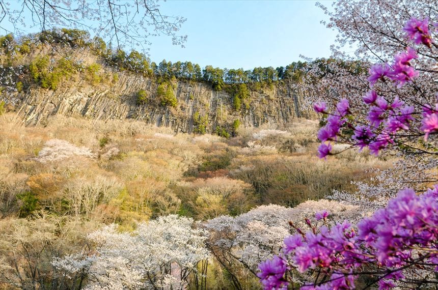 屏風岩公園 ヤマザクラとミツバツツジと屏風岩