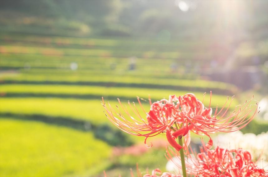 稲渕棚田の彼岸花