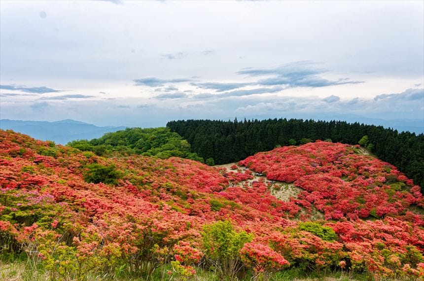 葛城山 山頂を覆う ツツジの群生