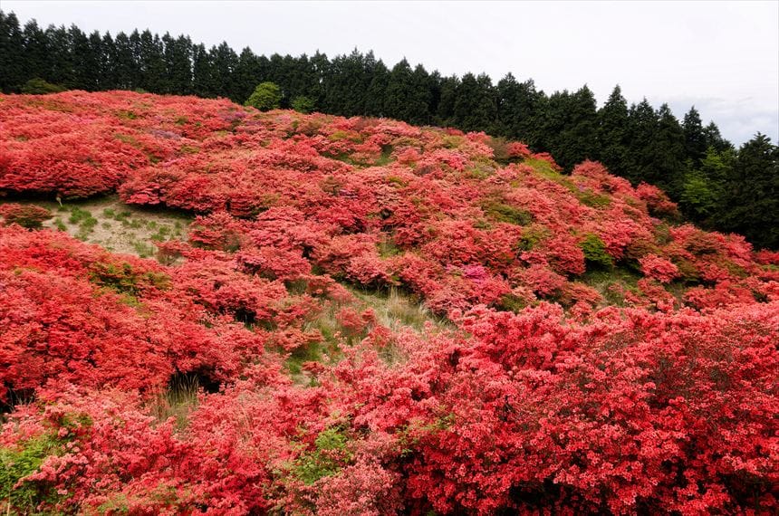 葛城山 自然つつじ園　満開時