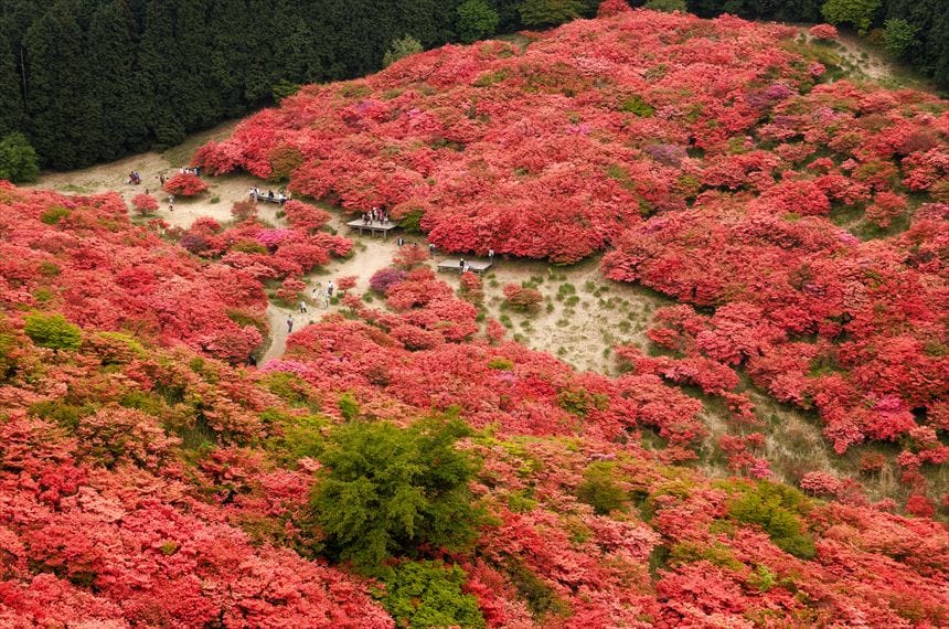 つつじ満開の葛城山