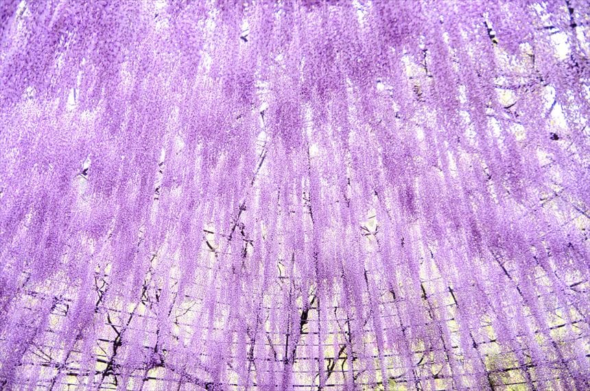 満開の藤ドーム