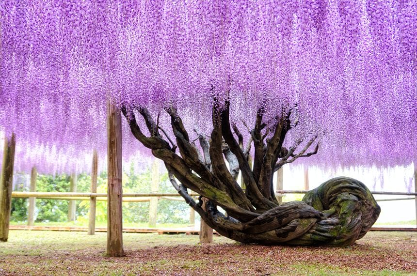 曲がりくねった幹の藤