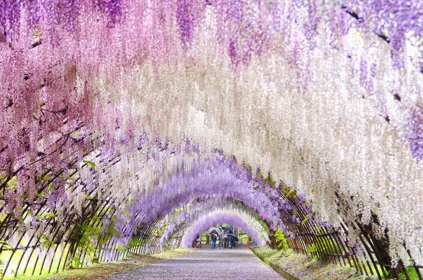 反対側から見た河内藤園の藤のトンネル