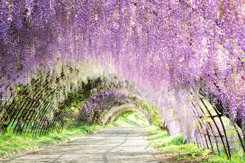 満開すこし過ぎた河内藤園の藤のトンネル