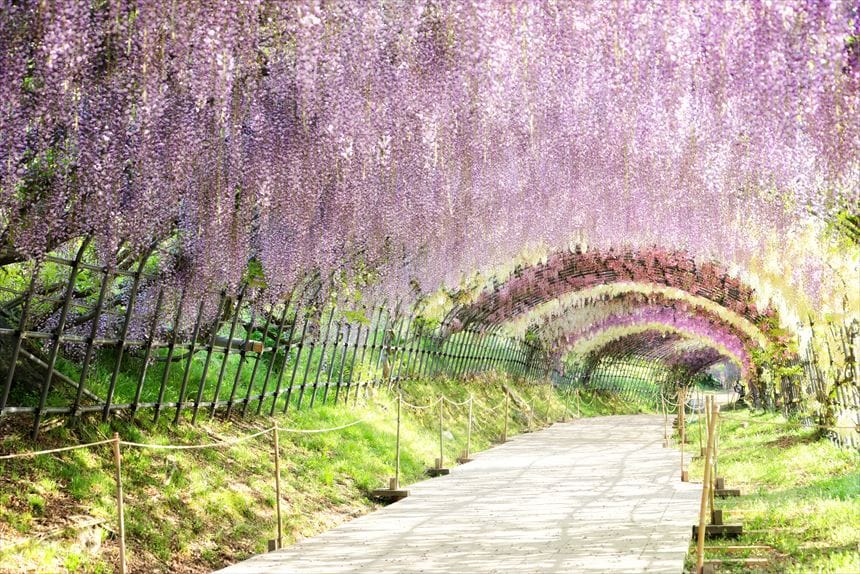 満開すこし過ぎた河内藤園の藤のトンネル　別アングル