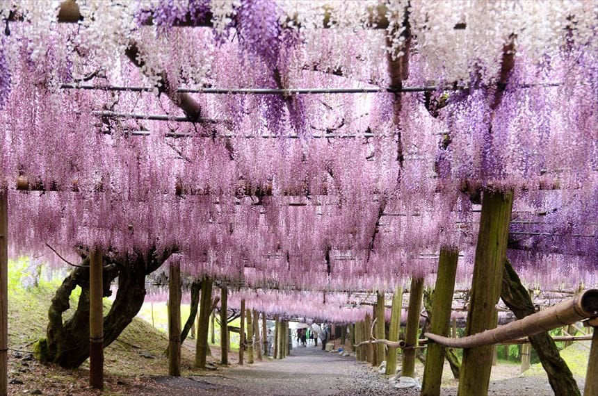 坂道もあります。天井は藤がびっしりです