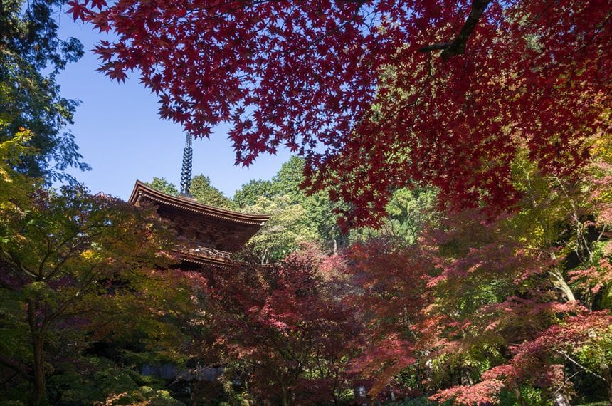 金剛輪寺 金剛輪寺 三重塔と紅葉