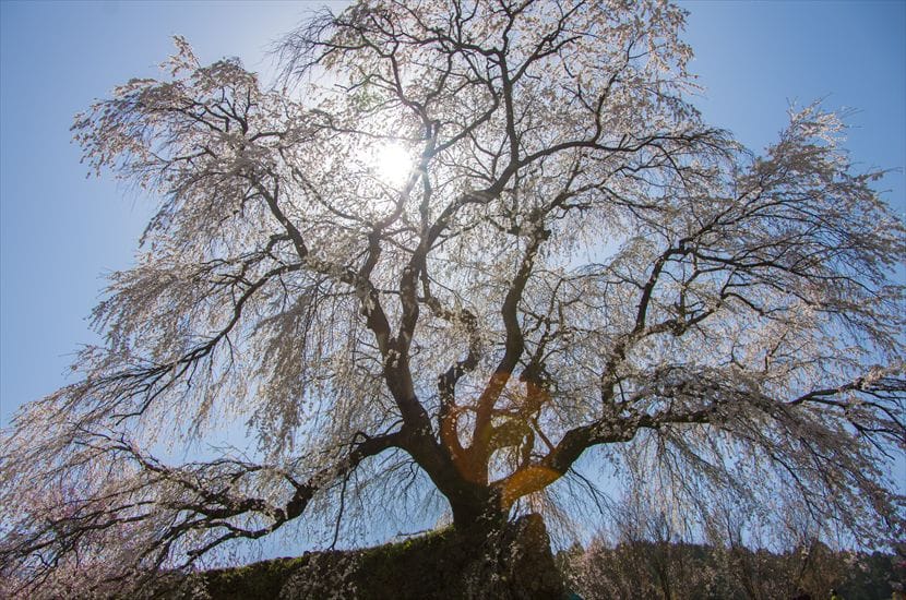 又兵衛桜 又兵衛桜 アップ(お化けみたい)