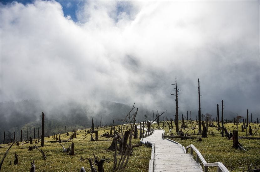 大台ヶ原　東大台：正木ヶ原（枯れ木が立ち並ぶゾーン）