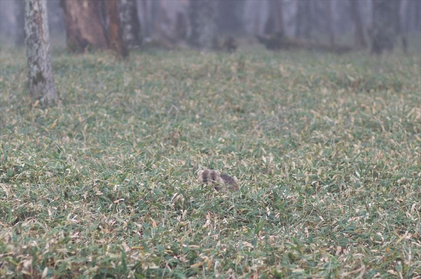 薮から顔を出してくれない アナグマ