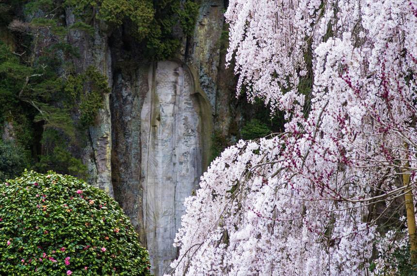 大野寺 大野寺 「弥勒磨崖仏」と しだれ桜
