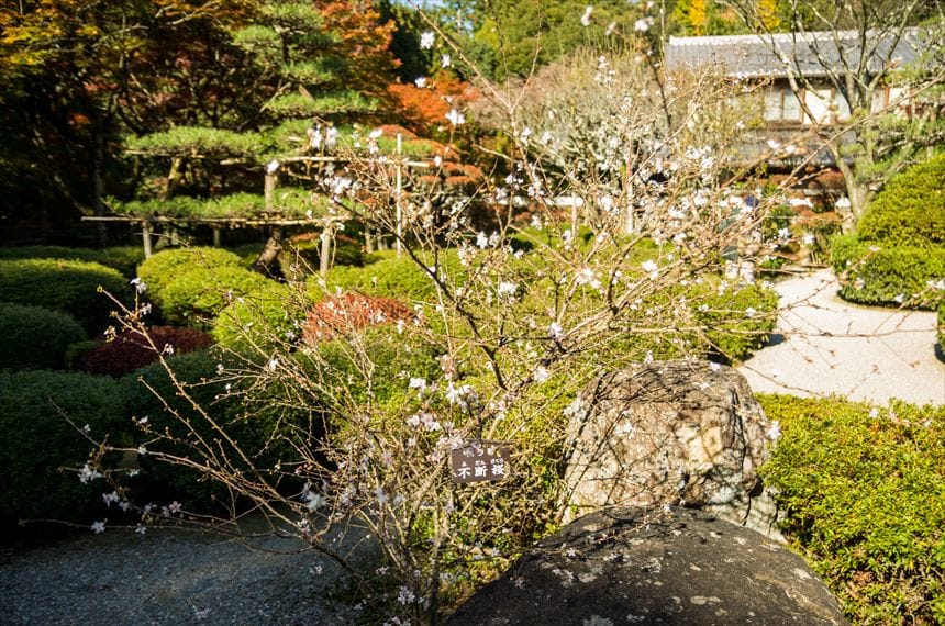 西明寺の不断桜 西明寺の不断桜