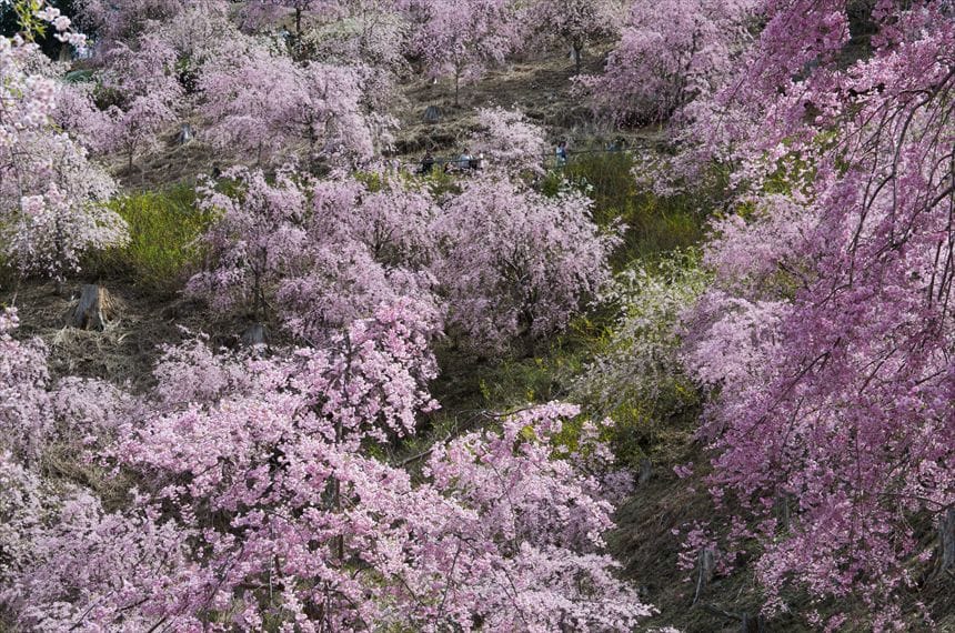 高見の郷　満開の桜の間を歩く人々