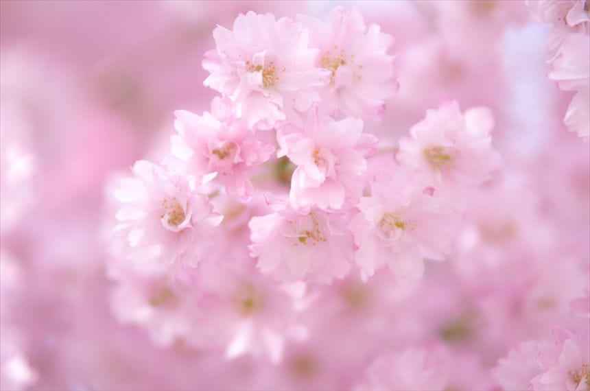 高見の郷 桜アップ