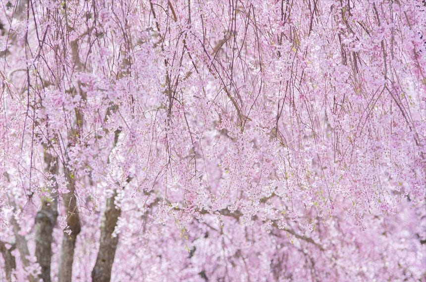 高見の郷 枝垂れ桜