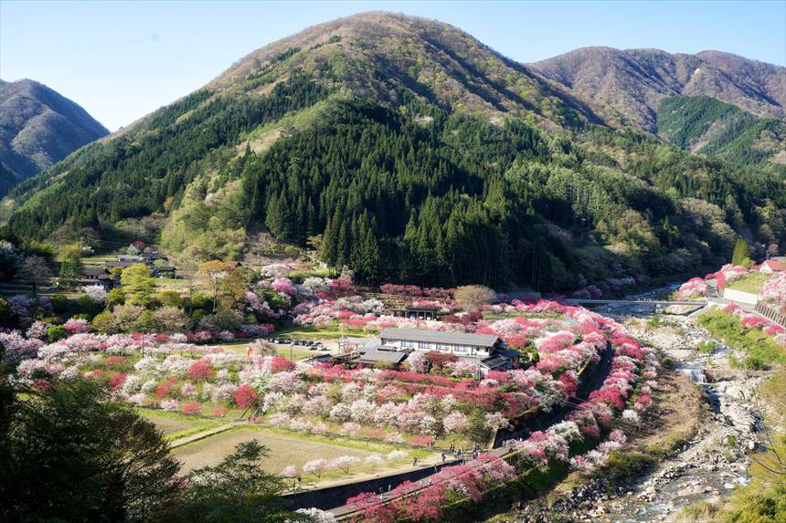 阿智の満開の花桃の里 展望台から撮影 SIGMA 24-70mmF2.8DGDNⅡ