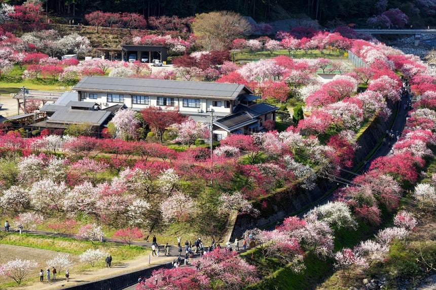 阿智の満開の花桃の里 展望台から中望遠で撮影 TAMRON 70-180mmF2.8
