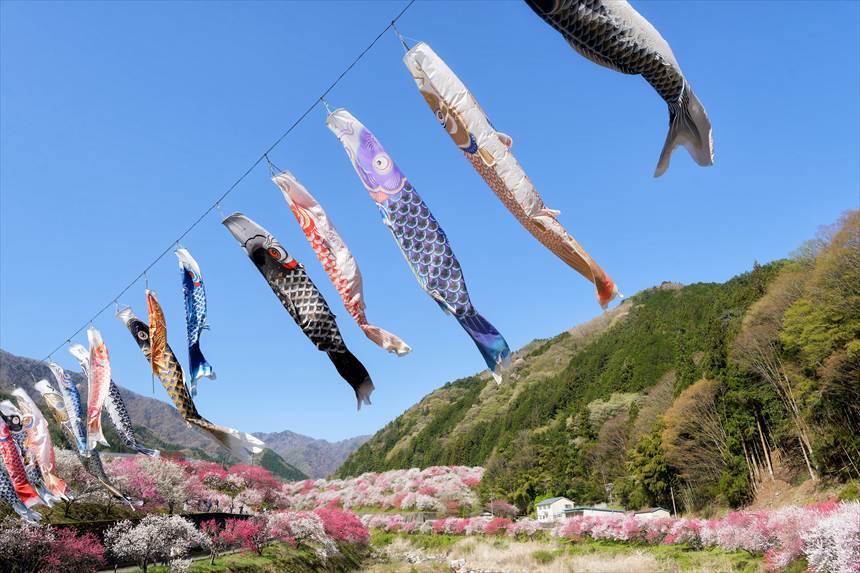 阿智の満開の花桃の里と鯉のぼり SIGMA 24-70mmF2.8DGDNⅡ