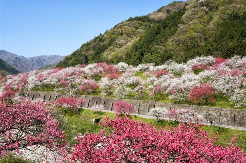 阿智の満開の花桃の里 SIGMA 24-70mmF2.8DGDNⅡ