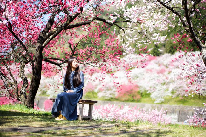 阿智の満開の花桃の里 Carl Zeiss Planar 50mm F1.4 AEJで撮影