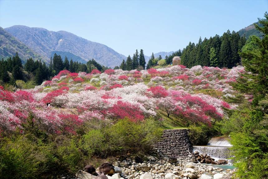 阿智の花桃の里 第5駐車場付近の花桃の景色 SIGMA 24-70mmF2.8DGDNⅡ