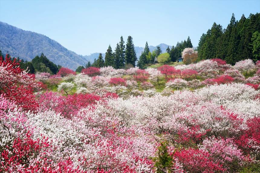 阿智の花桃の里 第5駐車場付近の花桃の景色 TAMRON 70-180mmF2.8