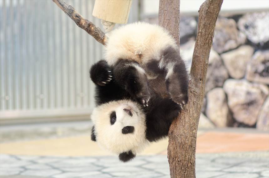 アドベンチャーワールドの双子パンダの赤ちゃん(桜浜・桃浜)