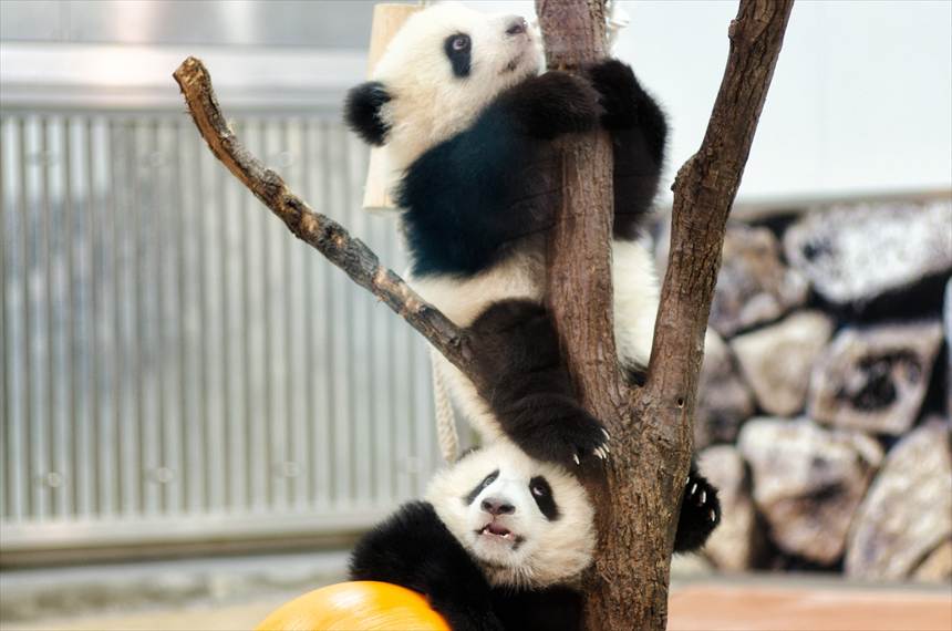 アドベンチャーワールドの双子パンダの赤ちゃん(桜浜・桃浜)