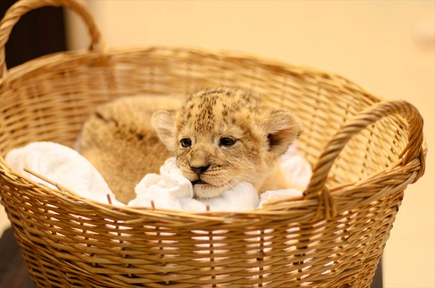 アドベンチャーワールドのライオンの赤ちゃん