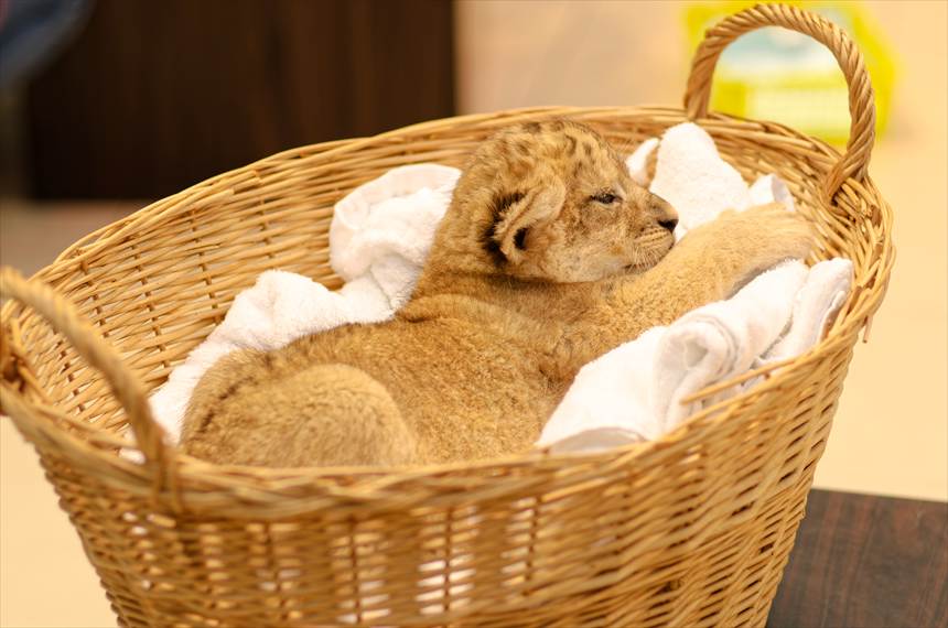 アドベンチャーワールドのライオンの赤ちゃん