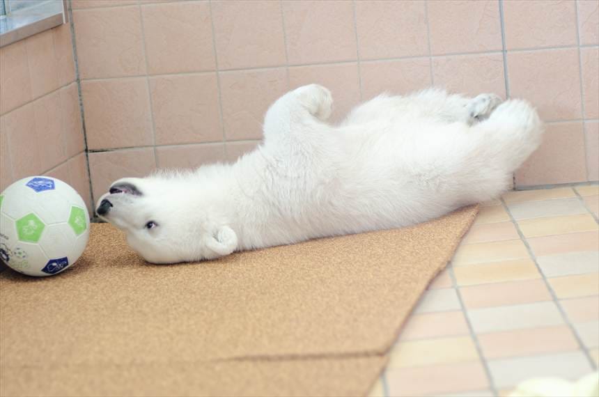 アドベンチャーワールドのシロクマの赤ちゃん