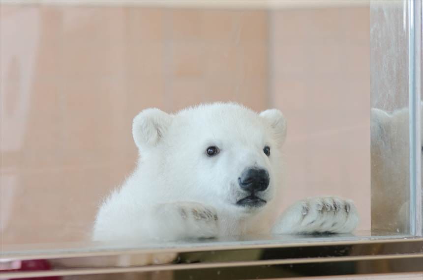 アドベンチャーワールドのシロクマの赤ちゃん